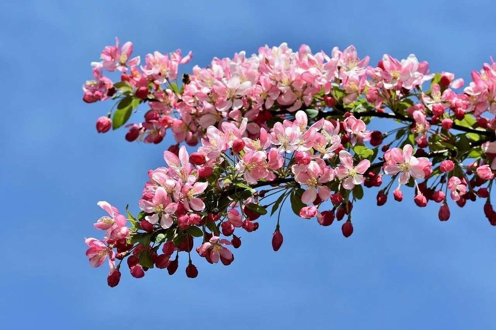 The crabapple fruit is small and tart but can be eaten raw or cooked