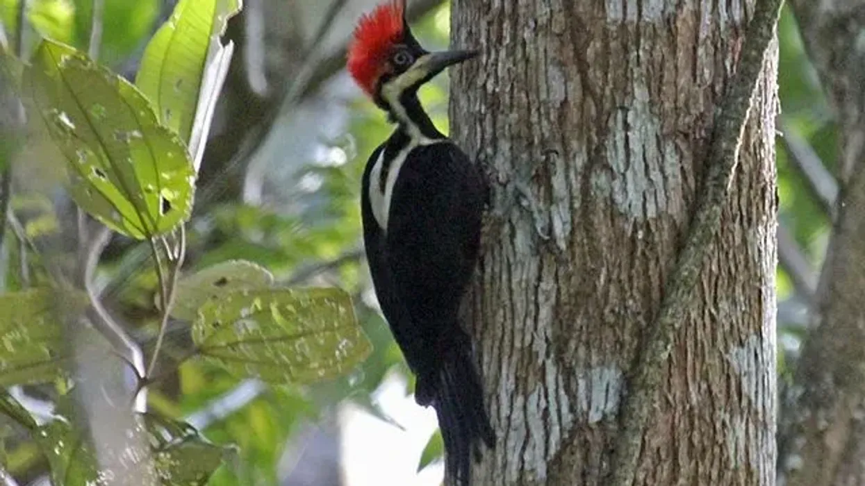 The crimson-crested woodpecker is a unique bird of the Picidae family.