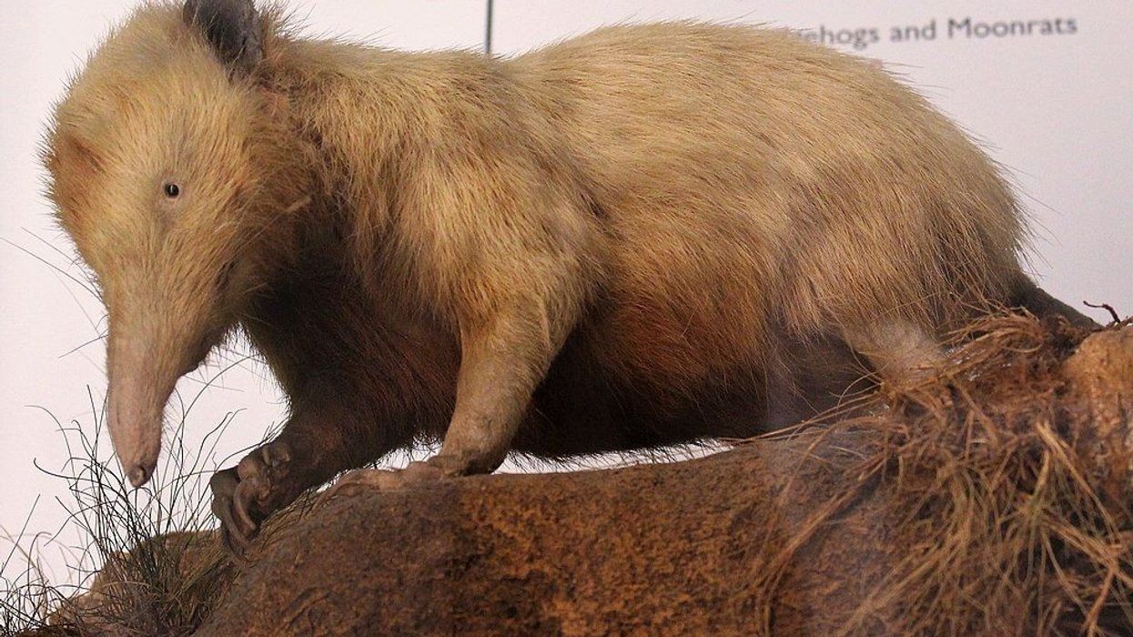 The Cuban solenodon is a nocturnal and venomous mammal with a deceivingly cute appearance. Learn more about this animal here.