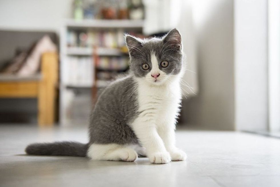 The cute gray kitten