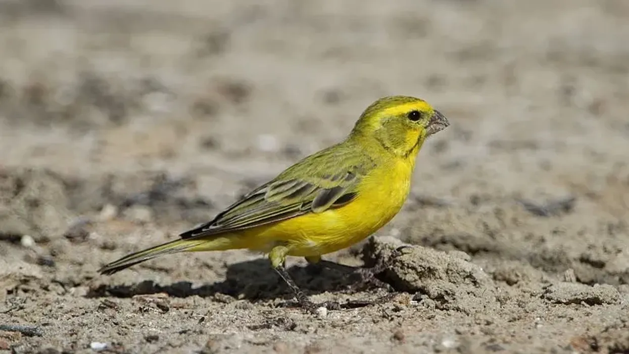 The cute little tweety bird, yellow canary facts.