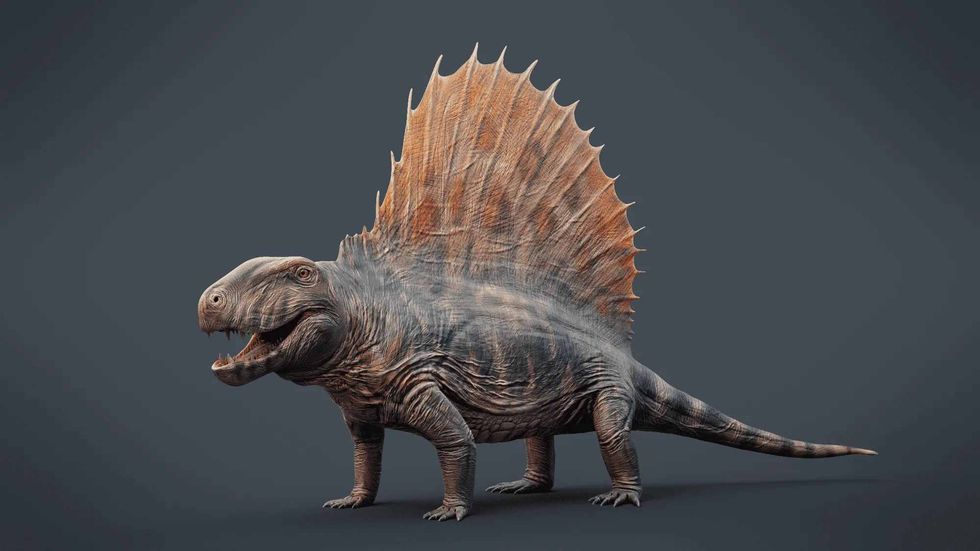 The Dimetrodon is closely related to mammals