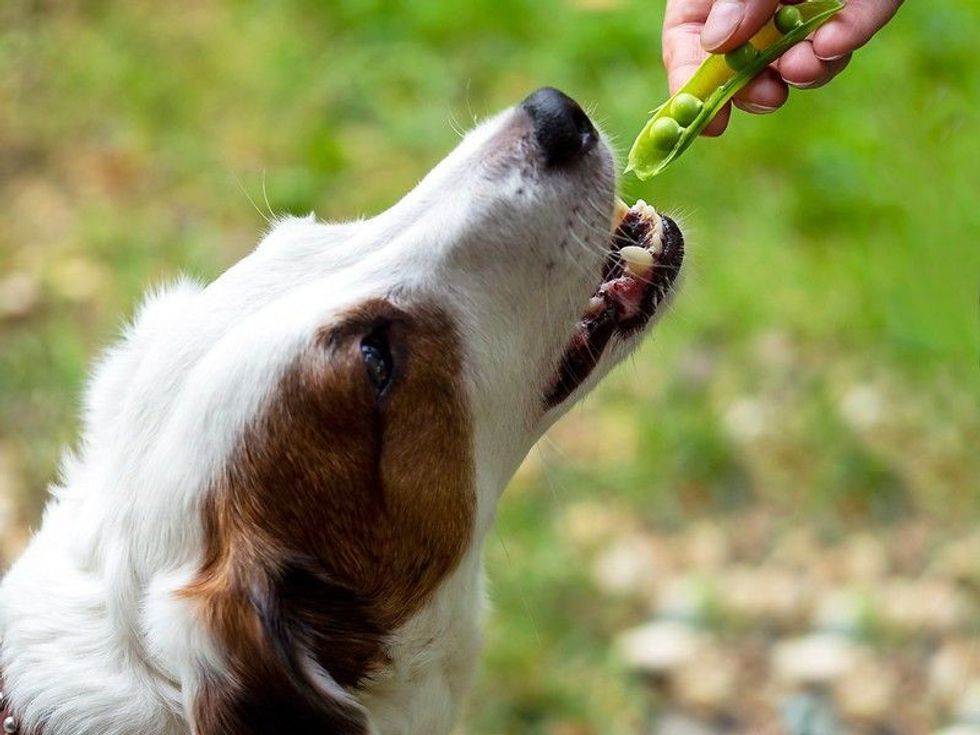 The dog eats green peas