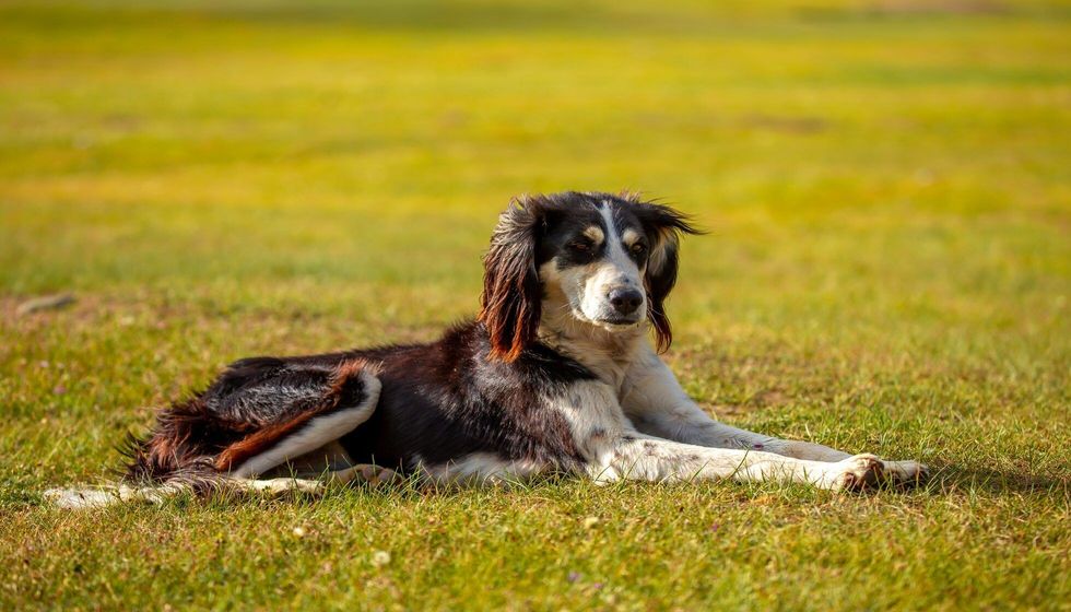 The dog sits on the grass.