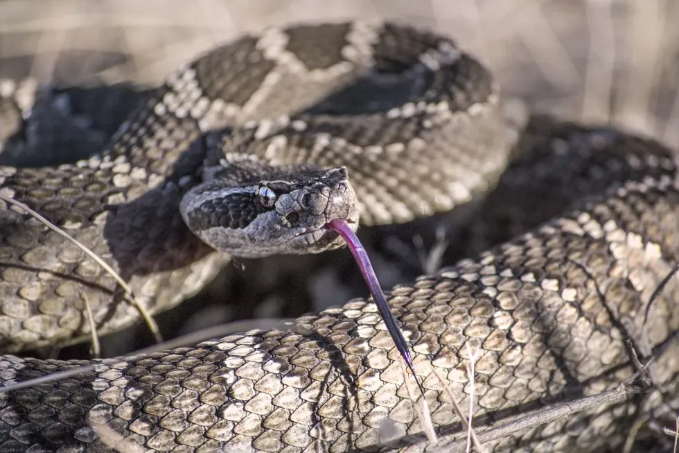 The eastern diamondback rattlesnake is one of the most poisonous snakes in NC.