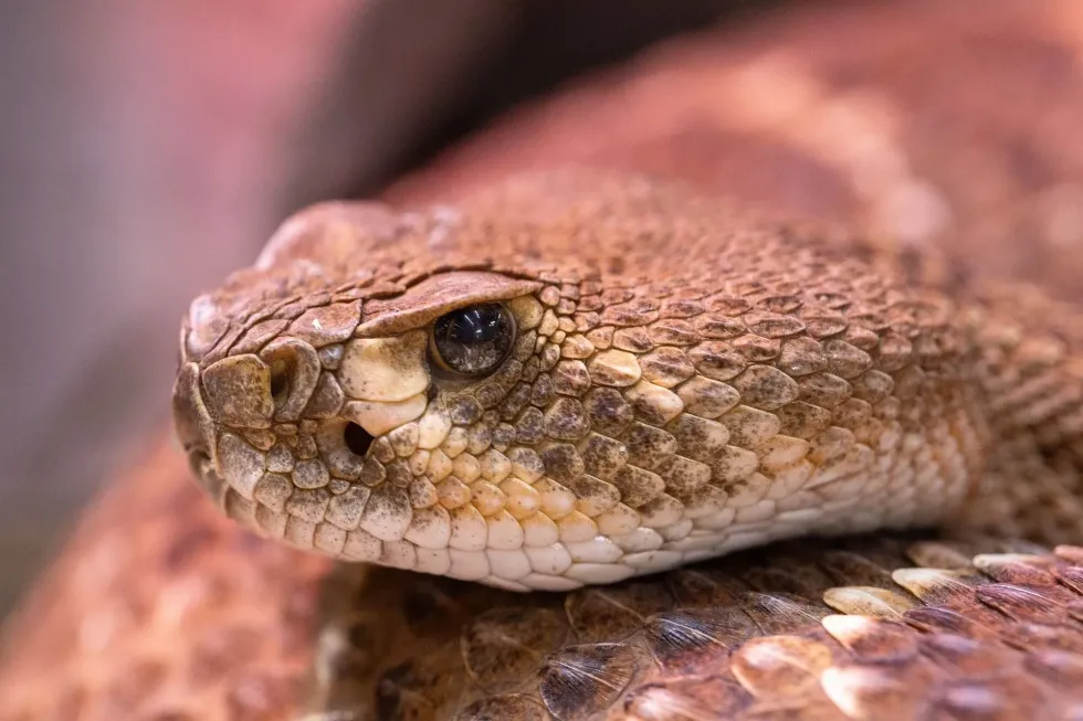 The eastern timber rattlesnake is one of the poisonous snakes in Ohio.