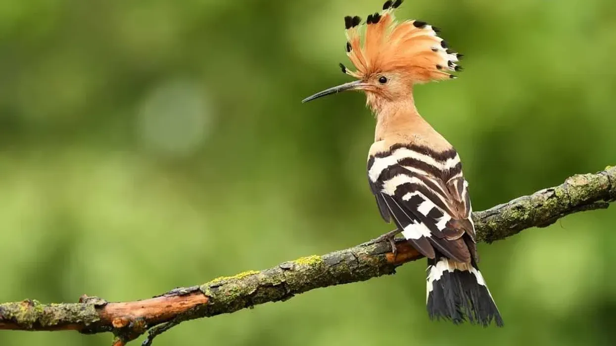 The Eurasian hoopoe facts are super fun to know and learn about! Make sure you share them with your friends too!