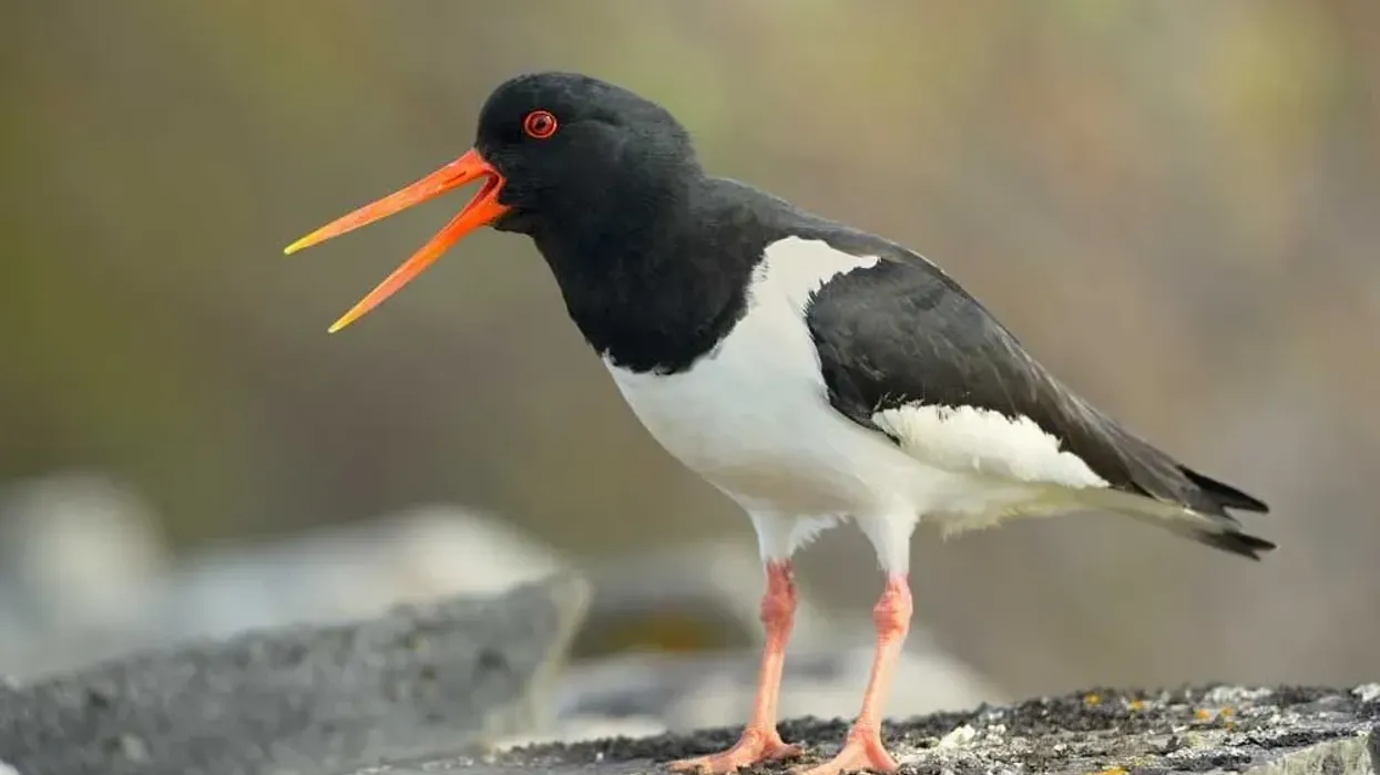 The Eurasian oystercatcher facts are some of the most interesting ones ever! Make sure you do not miss a single one of them!