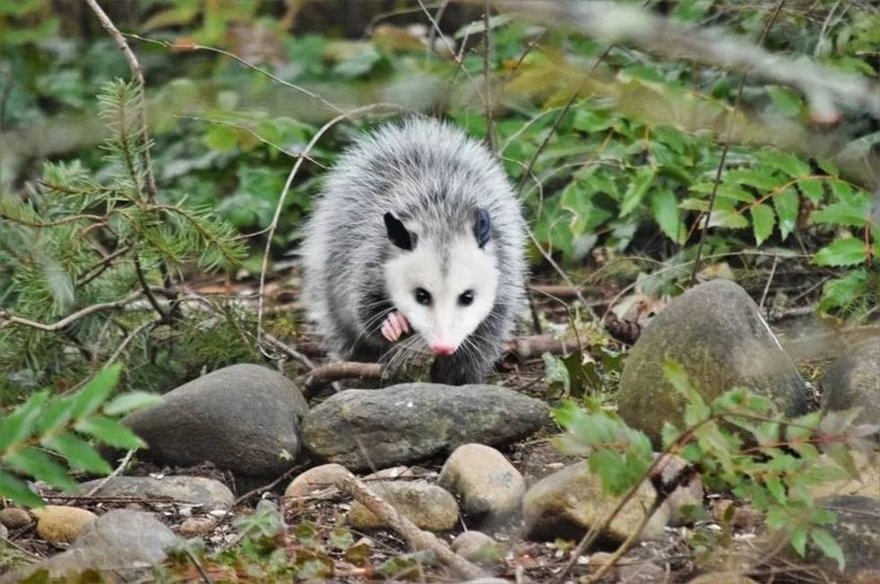 Fun Virginia Opossum Facts For Kids | Kidadl