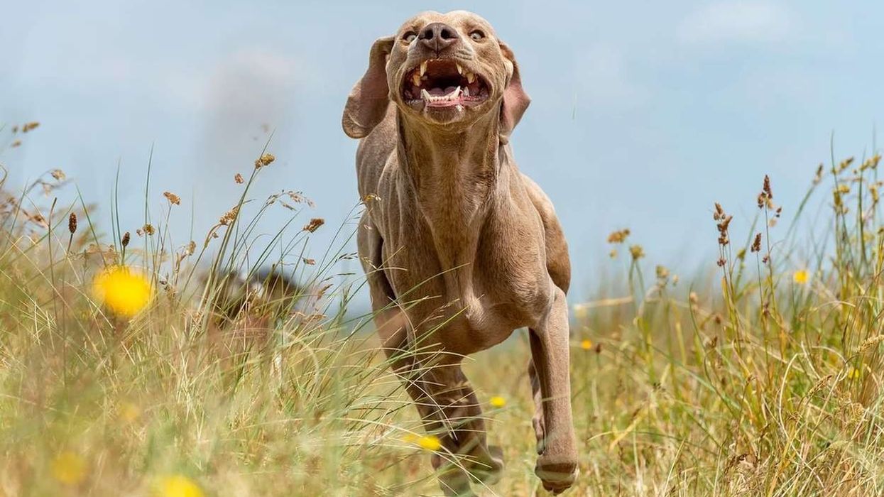 The facts about the Weimaraner will make you fall in love with this gray ghost of a dog.