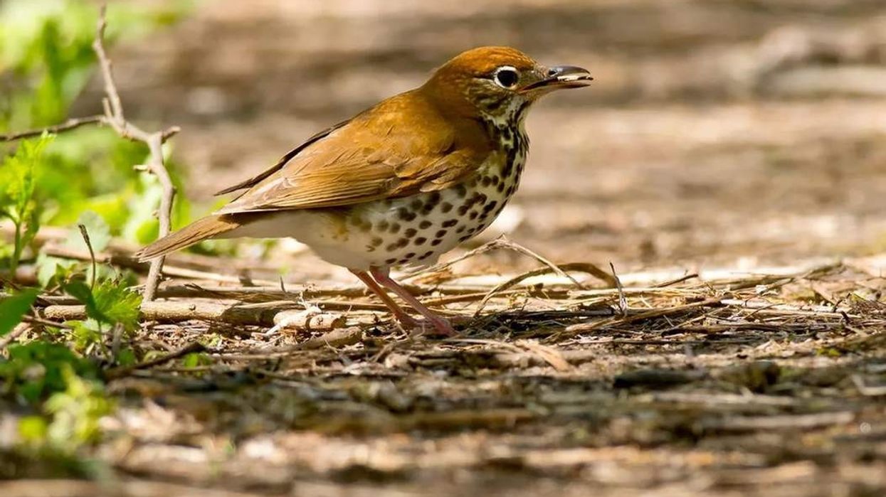 The facts about the wood thrush are fascinating.