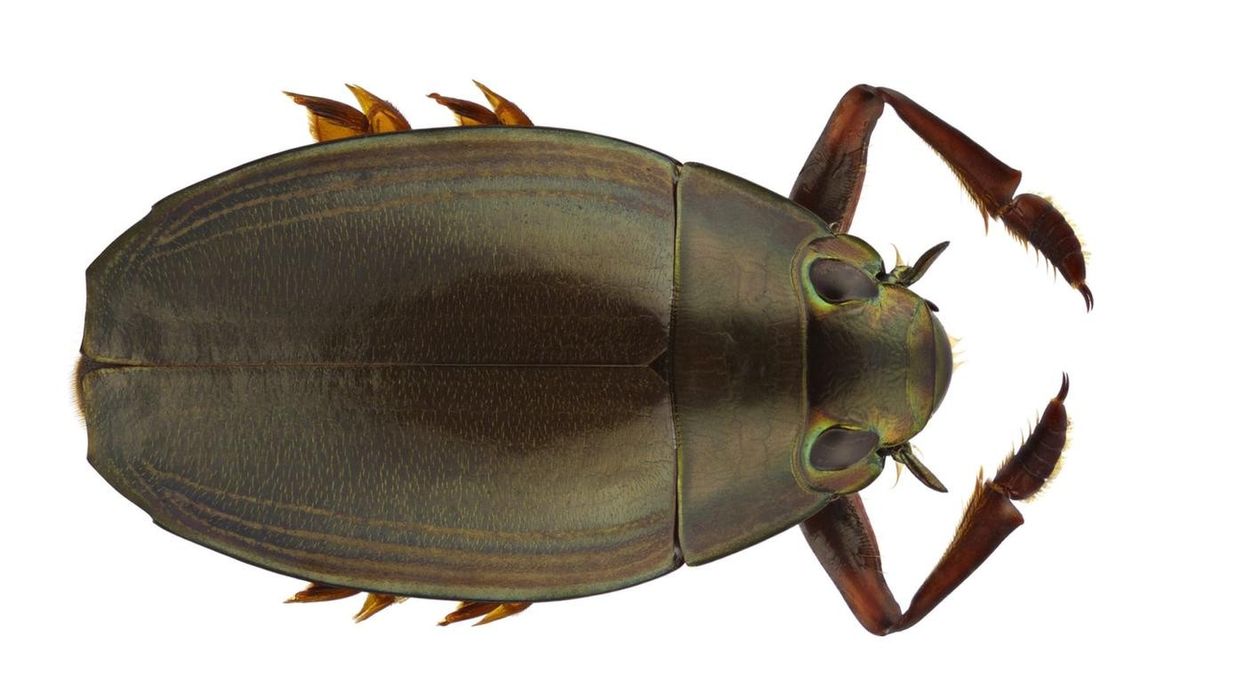 The facts about whirligig beetles are amazing.
