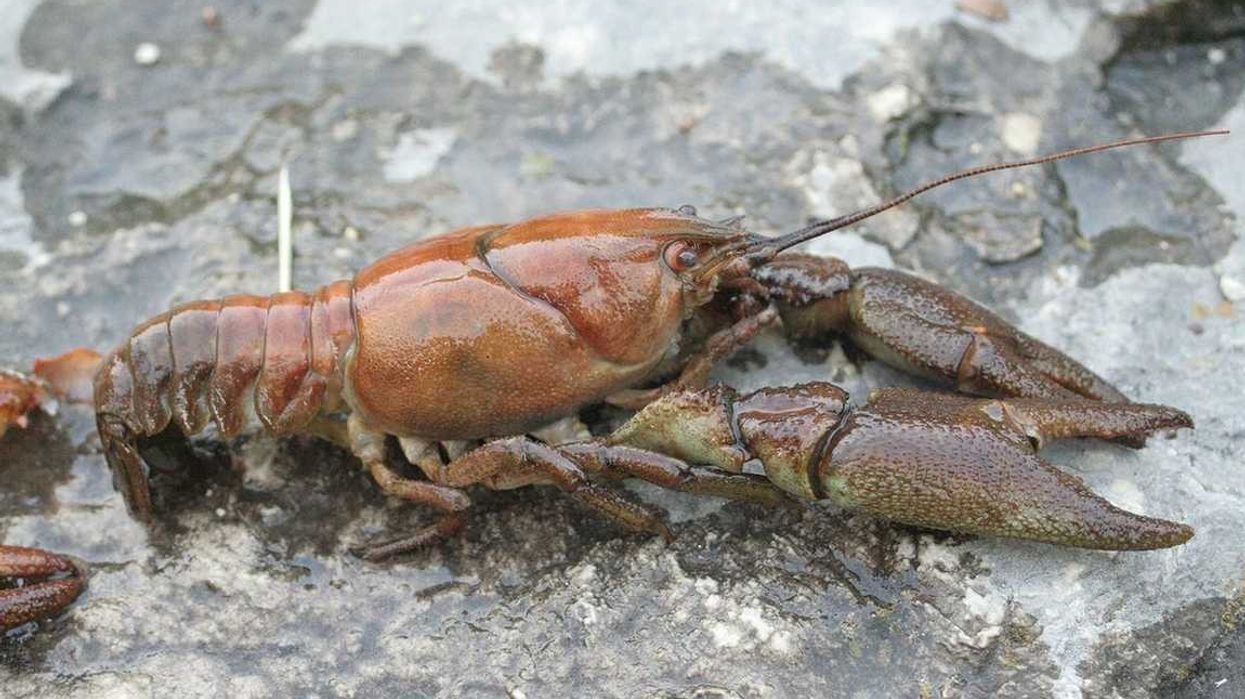 The facts about white-clawed crayfish are amazing.