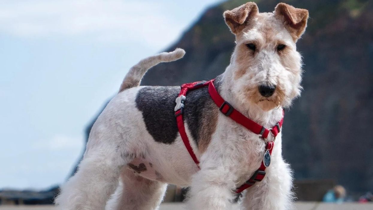 The facts about wire fox terriers are fascinating.