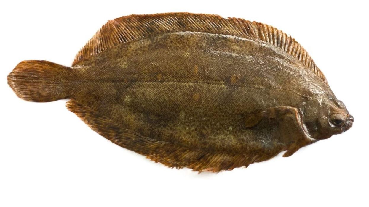 The facts about witch flounder are about a deep-water fish.