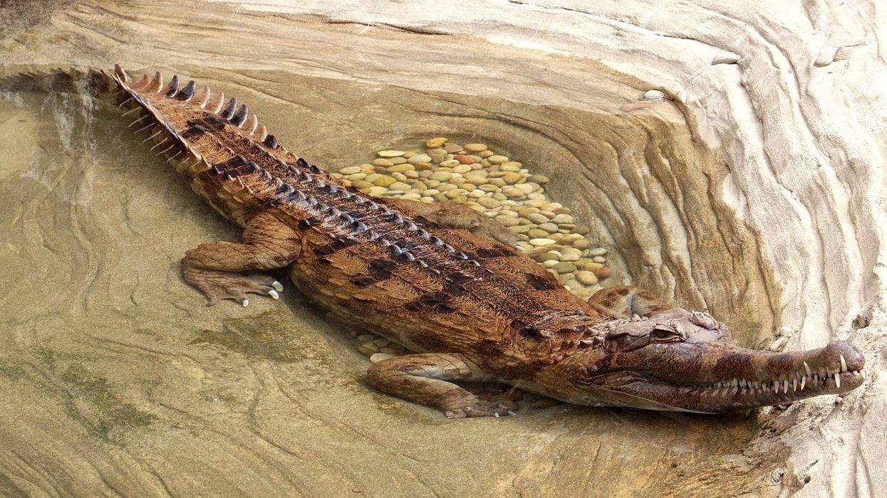 The False gharial facts about crocodile-like reptiles native to Southeast Asia.