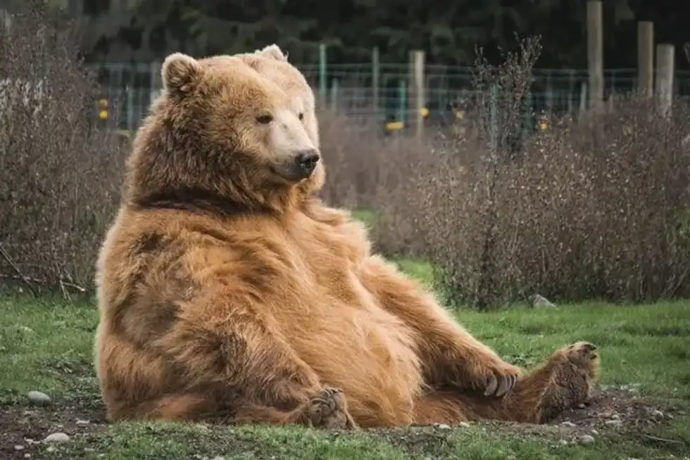The famous Yogi Bear laugh is extremely popular among kids.