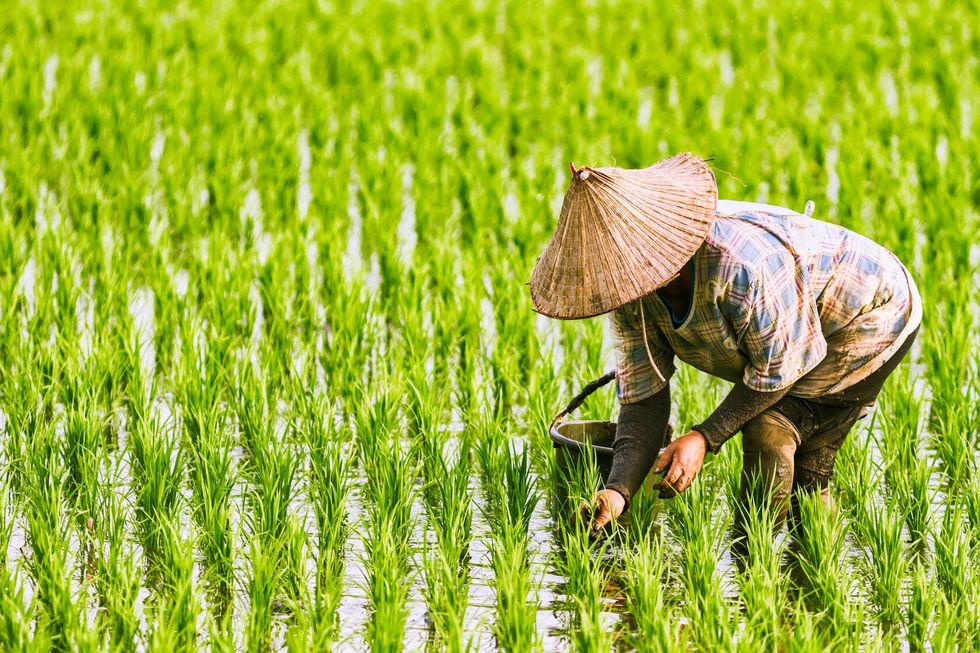 The Farmer planted on the organic paddy rice farmland.