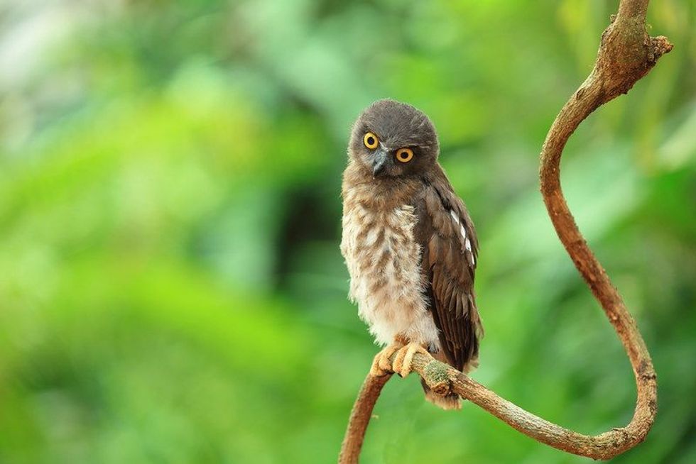 The Feathered Brown Hawk Owl