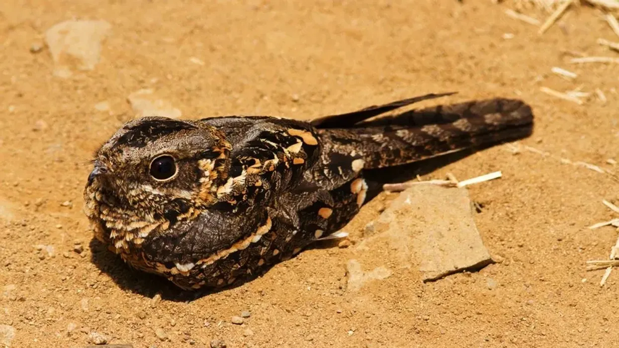 The Fiery-necked Nightjar facts which will amaze you!