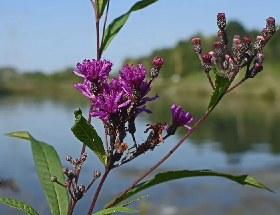 The flower of ironweed is purple.