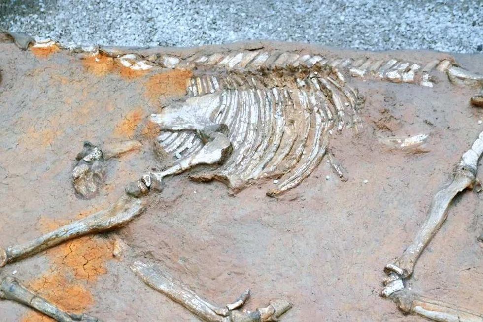 The fossil of the Hipparion resembles a modern horse.