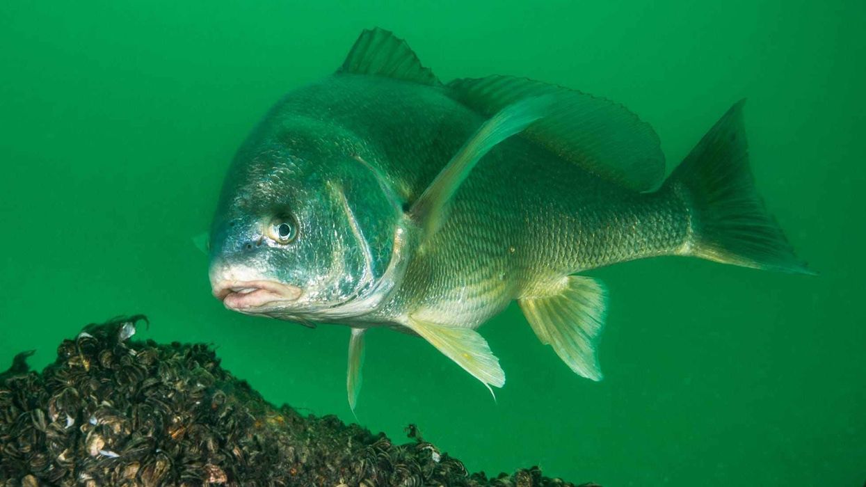 The freshwater drum facts about a fish with a long dorsal fin.