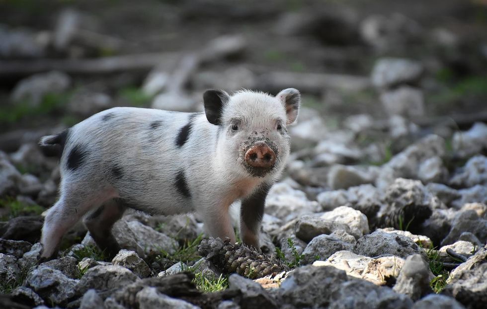The gilt pig is a farm animal whose male equivalent is a boar.