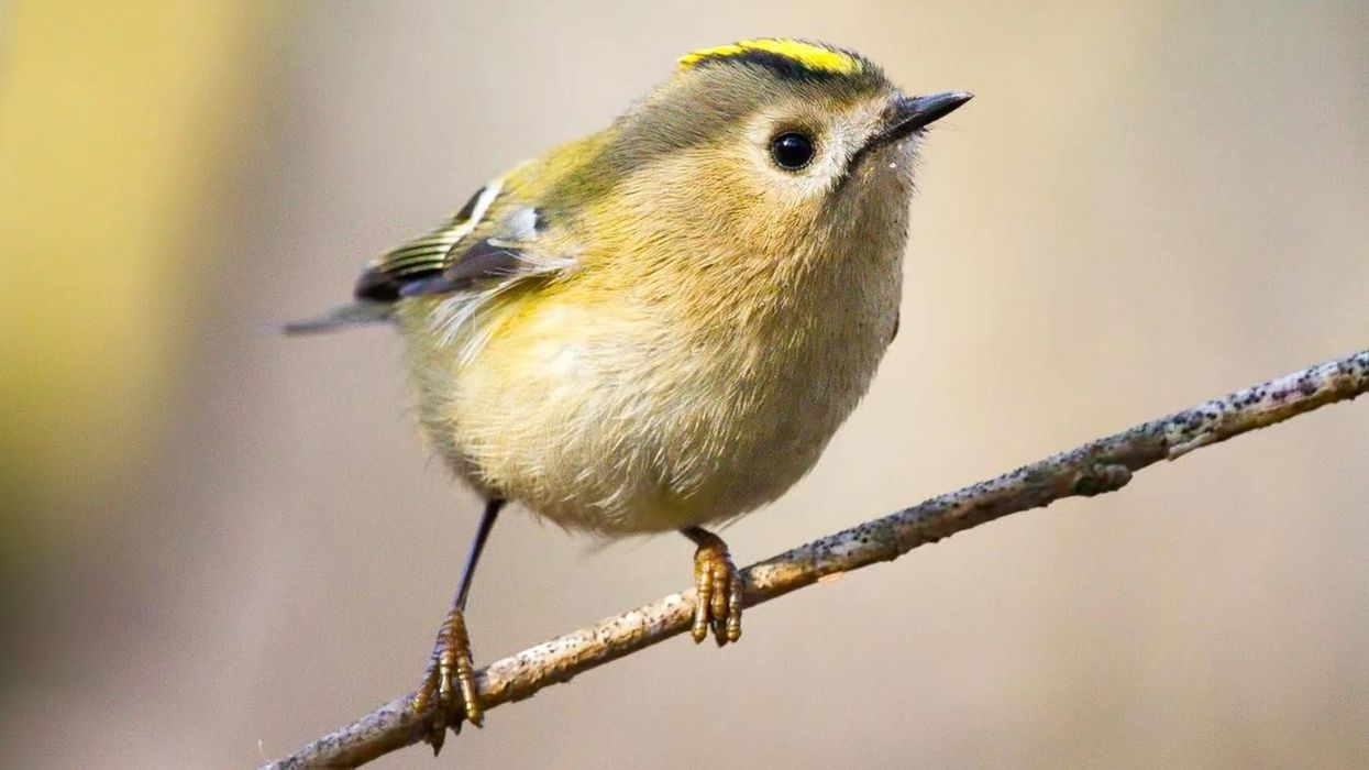 The Goldcrest Fact Book