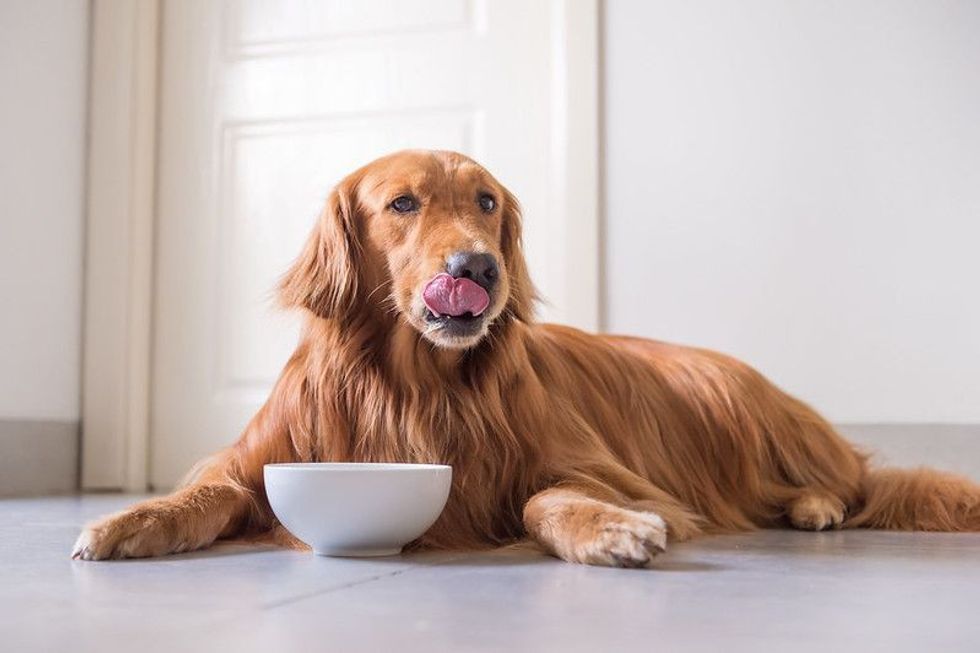 The Golden Retriever eating while resting.