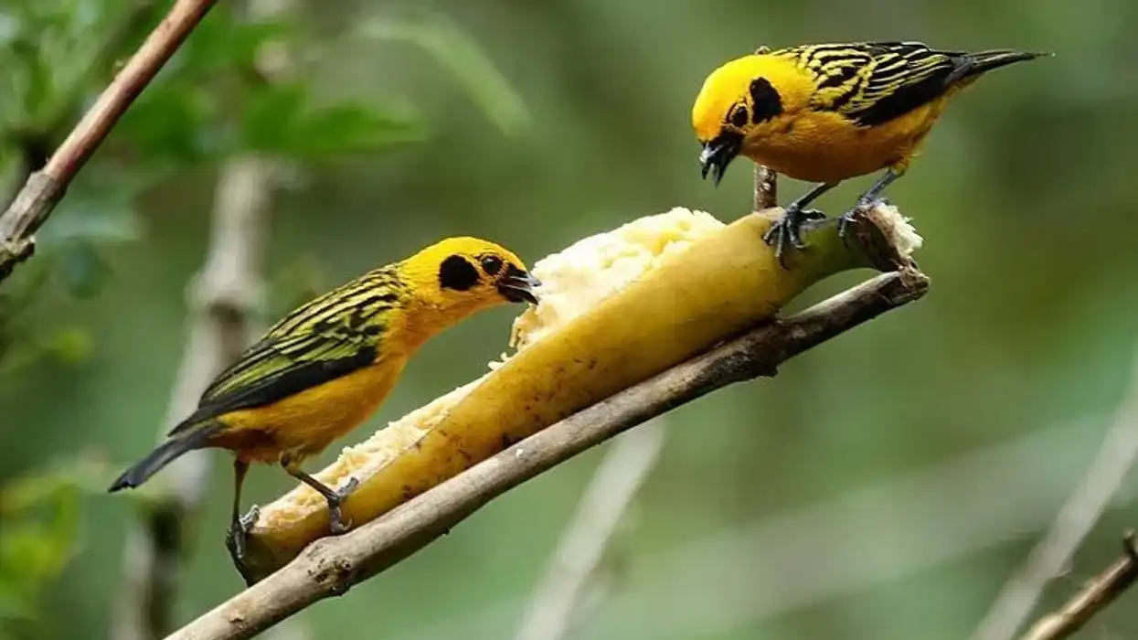 The golden tanager facts about their population and subspecies are engaging for all to read.