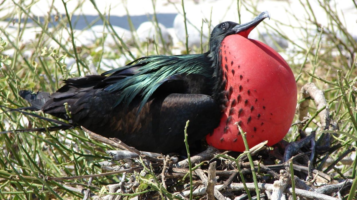 The great frigatebird facts are quite insightful to read.