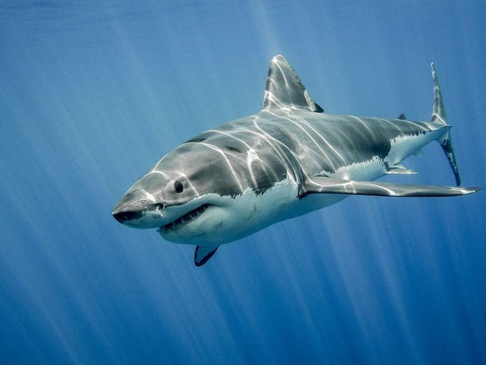 The great white shark in the big blue.