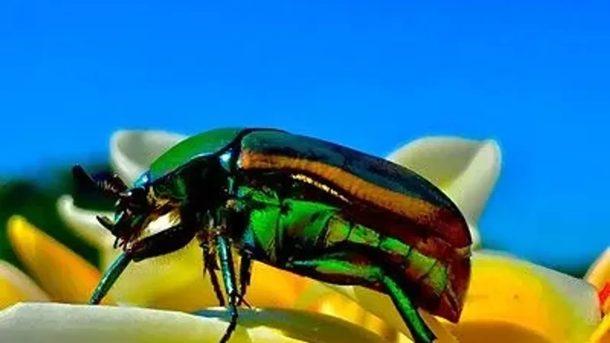 The Green June beetle might look like a beautiful creature, but don't be fooled by this dangerous pest! Stay alert and read a lot more Green June Beetle facts!