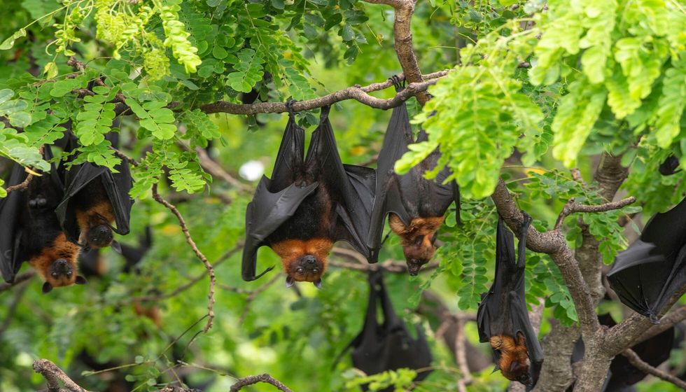 The grey-headed flying fox.
