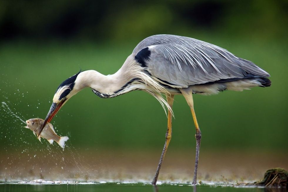 The grey heron (Ardea cinerea) standing and fishing in the water