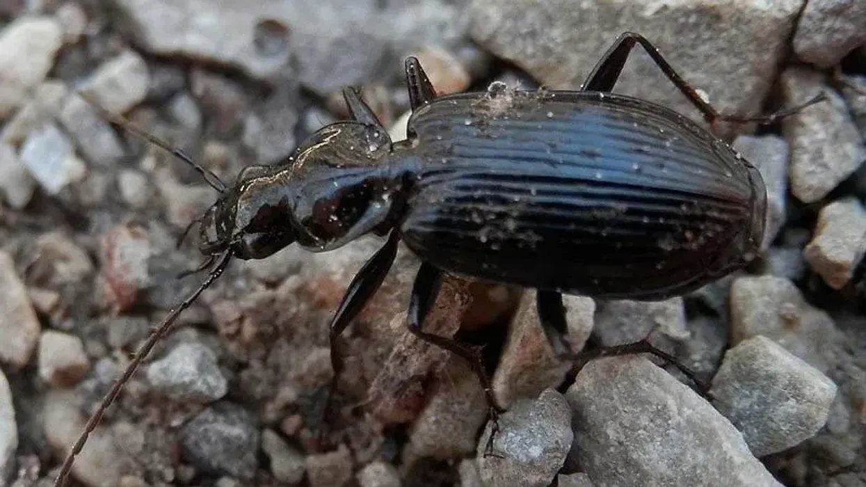 The ground beetle facts about the tiny insect useful in pest control