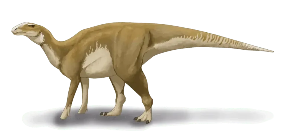 The Hadrosaurus was a duck-billed dinosaur, continue reading to discover more interesting Hadrosaurus facts!