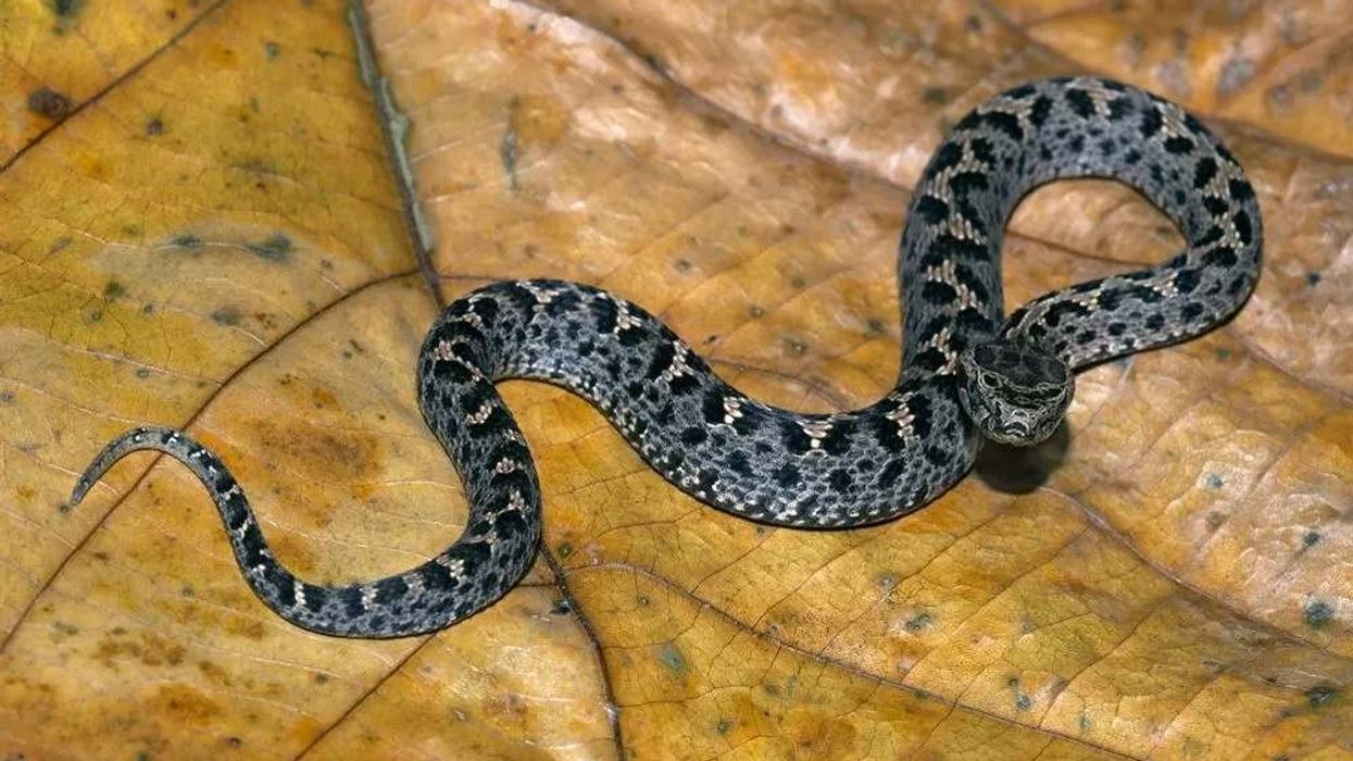 The Himalayan pit viper facts include the snakes' love for high range altitudes.