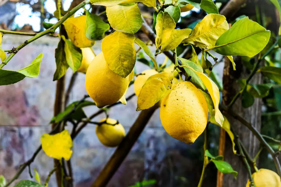 The history of lemons points out that they originated in north-western India, and they were introduced to southern Italy around 200 AD.