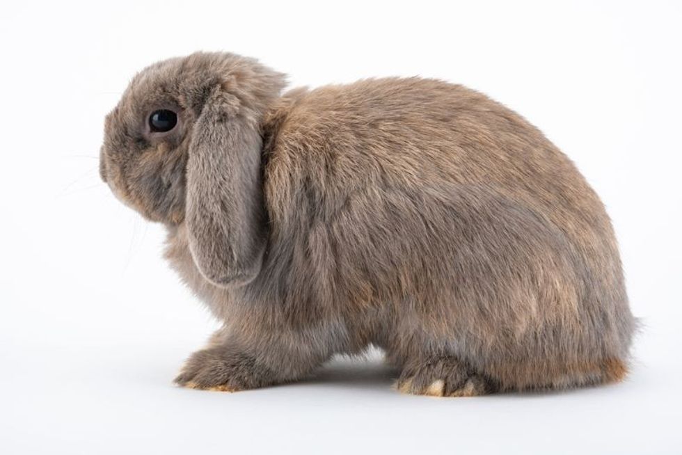 The Holland Lop is a breed of rabbit 