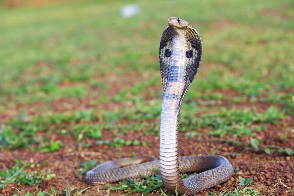 The Indian cobra in the grass.