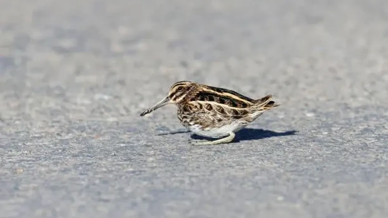 The Jack snipe is the smallest snipe in the world.