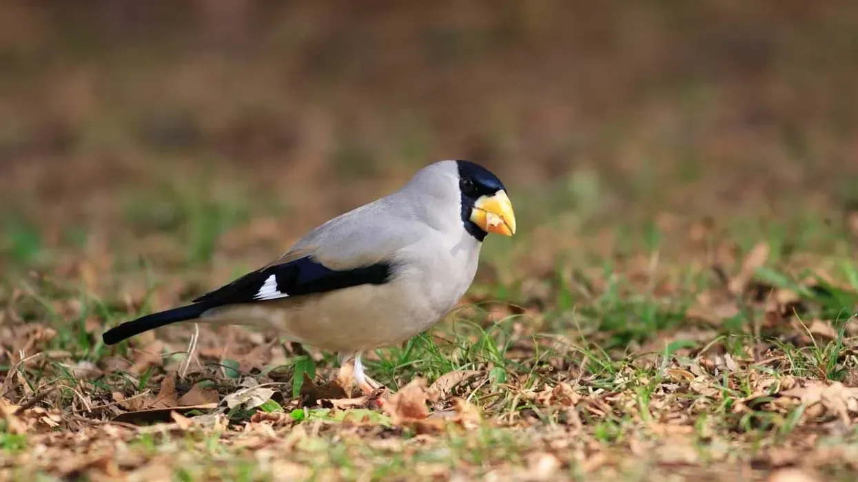 The Japanese grosbeak facts have to be some of the most interesting ones around! How many of these did you already know