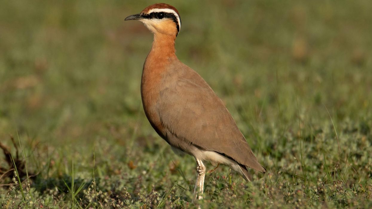The Jerdon's courser fact includes that they are the rarest bird in the world.
