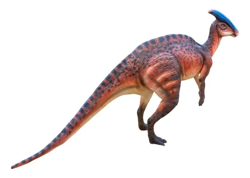 The Koshisaurus fossils that belonged to the Early Cretaceous time period, were supposedly ones that belong to young dinosaurs of the genus, making adult dinosaur fossils a rarity.