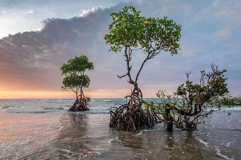 the largest continuous chain of mangrove forests in the world