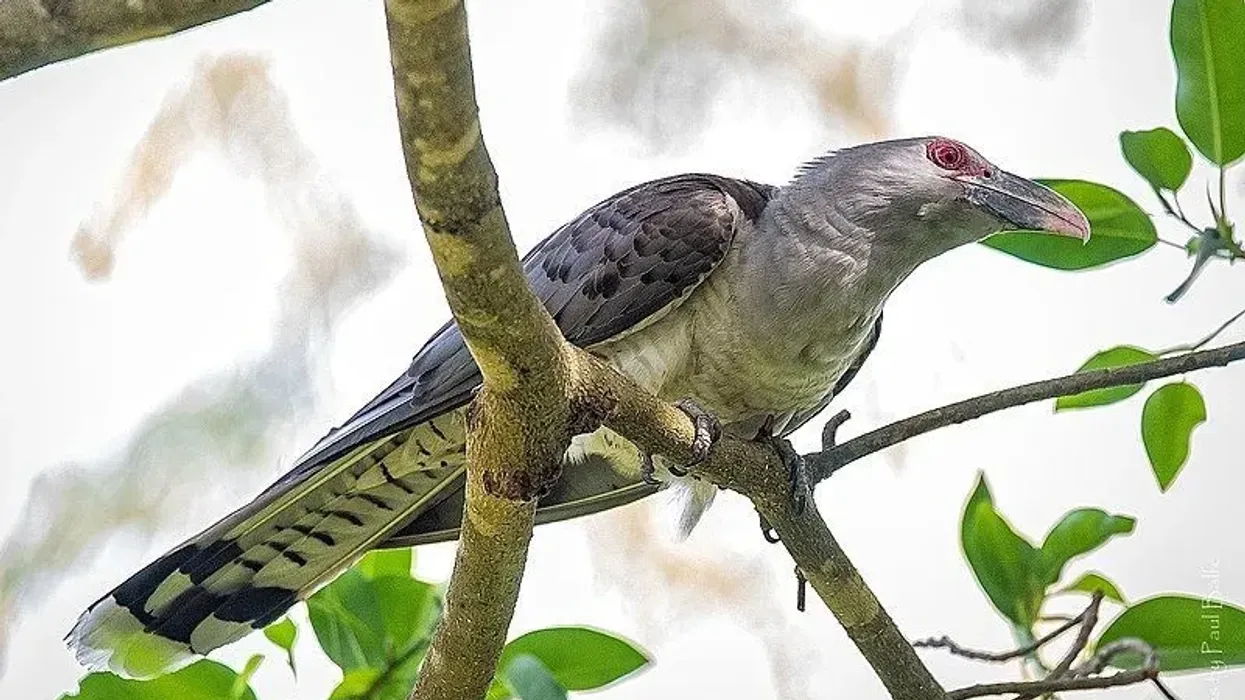 The largest parasite cuckoo in the world is the channel-billed cuckoo. Read these amazing channel-billed facts that you're sure to enjoy!