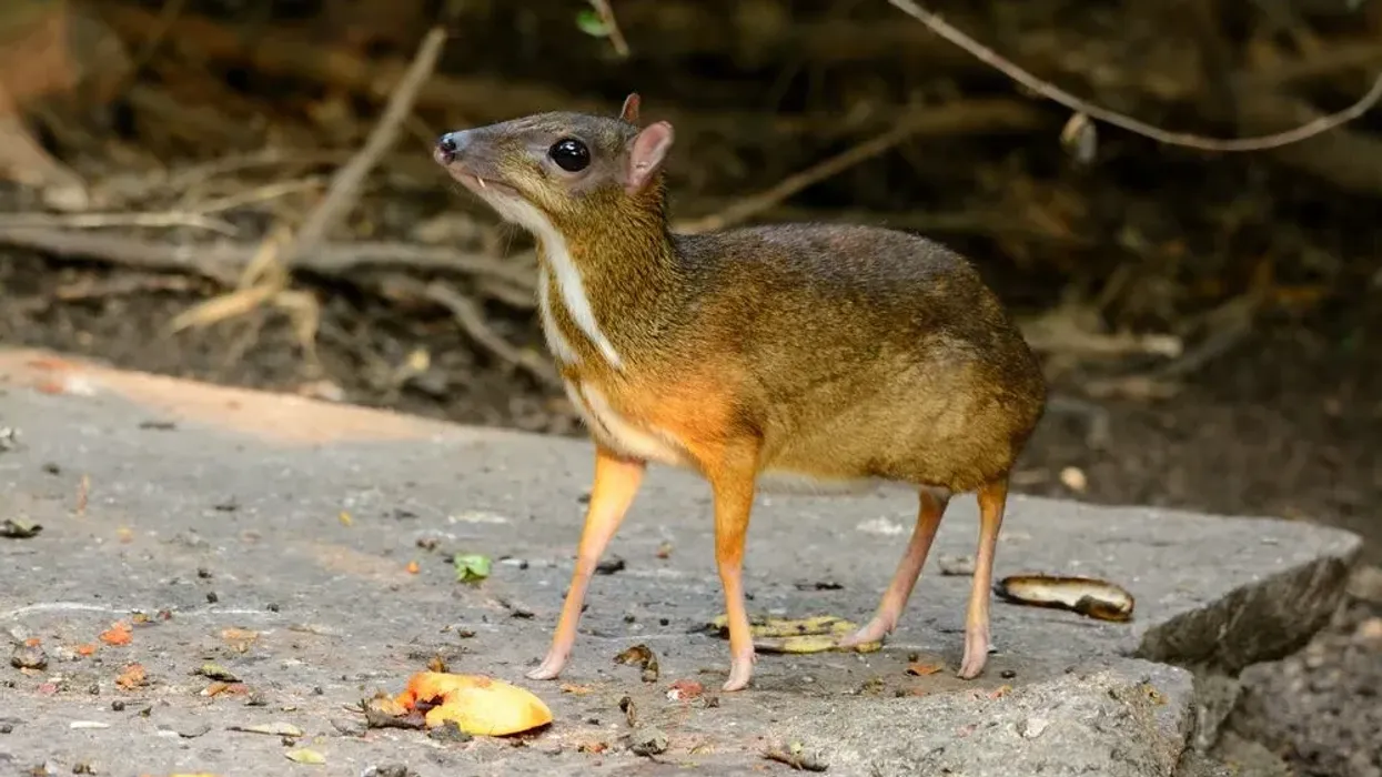 The lesser mouse-deer facts are one of the most interesting around! How many can you remember?