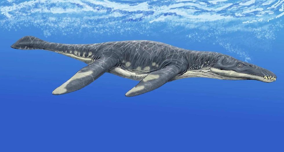 The Liopleurodon was a marine reptile in the Mid-Jurassic age.